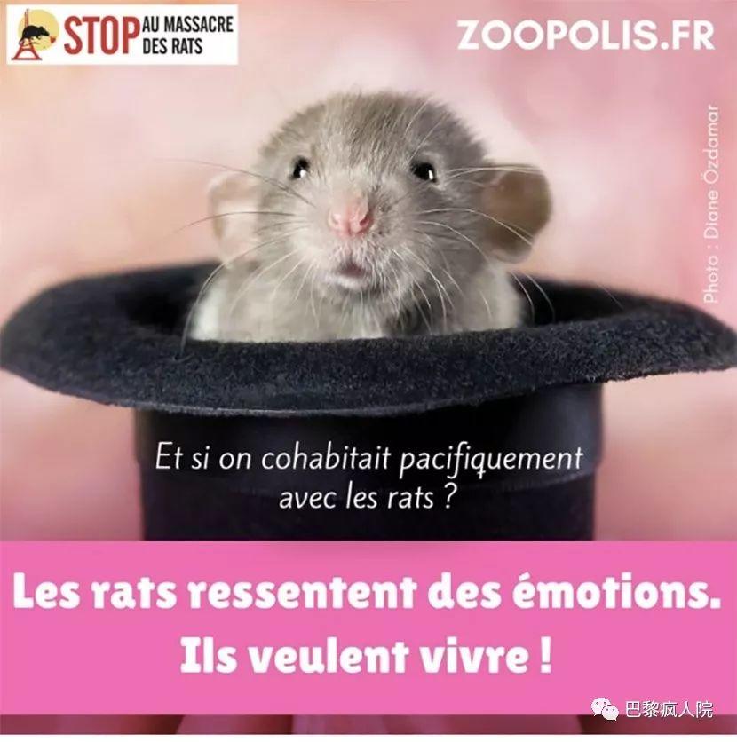 , 这很法国！渲染全城的灭鼠行动出现大反转！鼠有鼠权？！不能灭！, My Crazy Paris