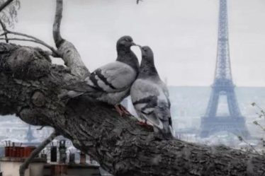 , 在巴黎，喂鸽子将会被罚款？！, My Crazy Paris