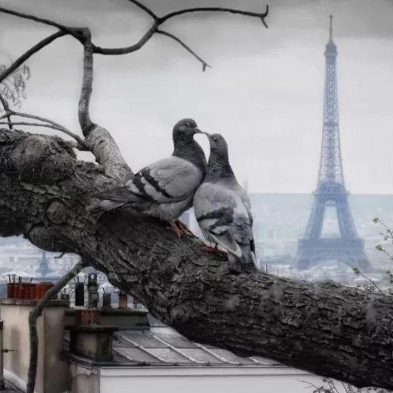 , 在巴黎，喂鸽子将会被罚款？！, My Crazy Paris