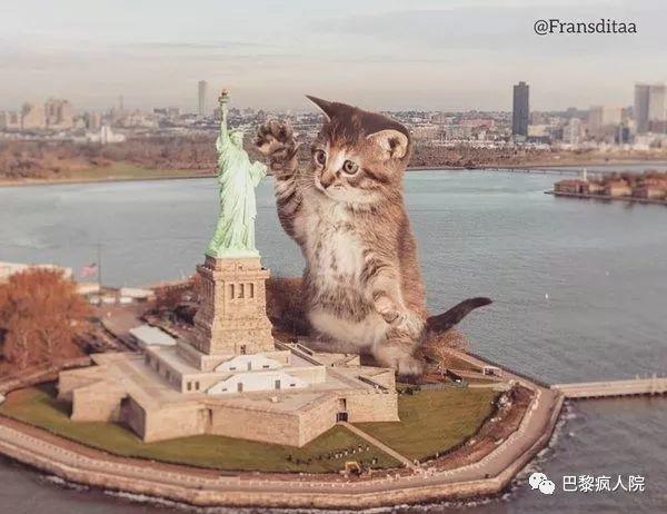 , 撸猫好去处！巴黎8区与小猫共同解救地球，任务结束还能选择领养回家！, My Crazy Paris