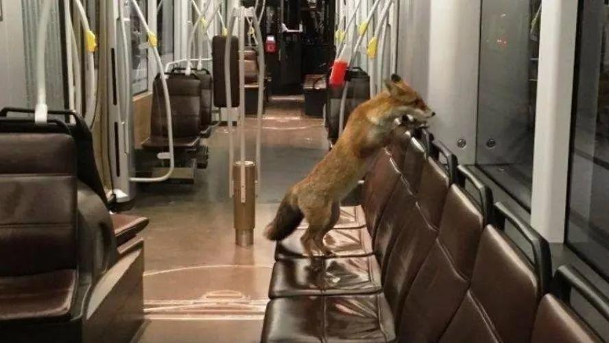 , 地铁八号线又中断，因为跑来了一只迷路的小狐狸, My Crazy Paris
