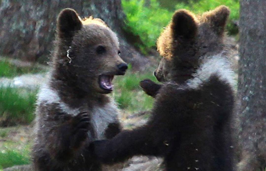, 超可爱！摄影师捕捉到了三只小熊跳舞，舞动它们的胯胯轴！, My Crazy Paris