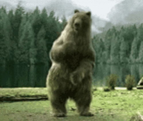 , 超可爱！摄影师捕捉到了三只小熊跳舞，舞动它们的胯胯轴！, My Crazy Paris