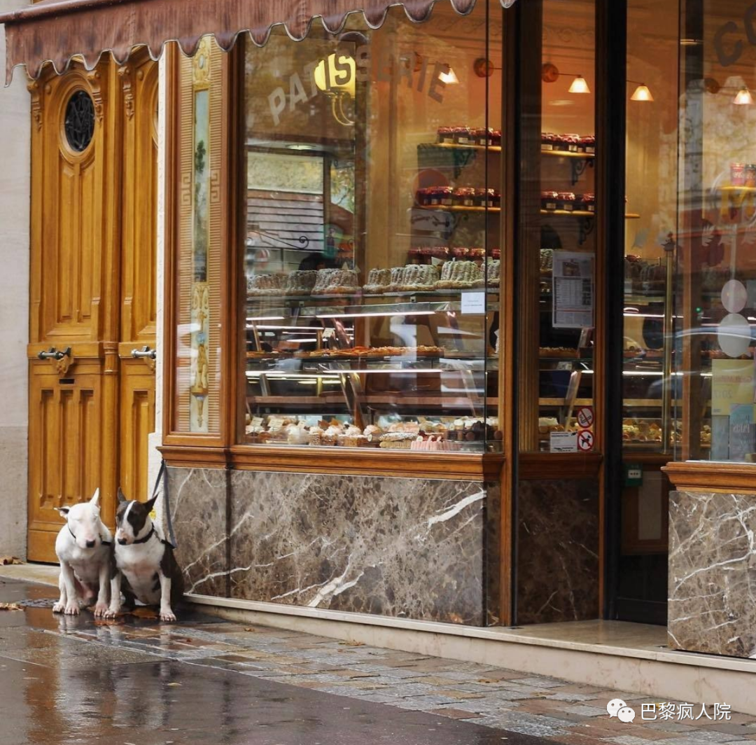 , 欧洲宠物遗弃第一的法国，将禁止商店出售猫猫狗狗了？, My Crazy Paris