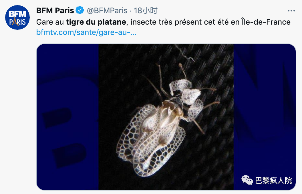 , 浑身“蚊子包”奇痒无比？法国两大虫患入侵！巴黎的罪魁祸首竟是梧桐？！, My Crazy Paris